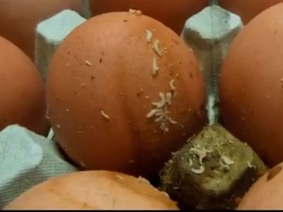 Nyüvektől hemzsegő tojásokat talált a Nébih! A boltokból is kerültek vissza lejárt és sérült tojások
