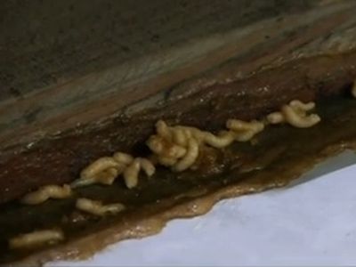 Nyüvektől hemzsegő tojásokat talált a Nébih! A boltokból is kerültek vissza lejárt és sérült tojások