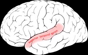 Hogyan befolyásolja az idegen nyelv tanulása az agyi folyamatokat?
