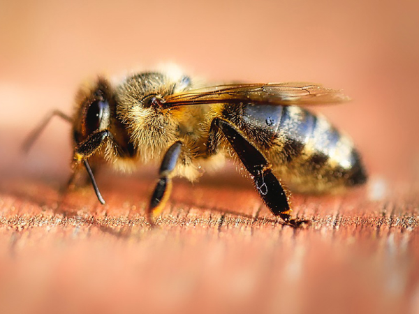 Csípések kezelése: Kullancs, darázscsípés, méhcsípés és szúnyogcsípés kezelése