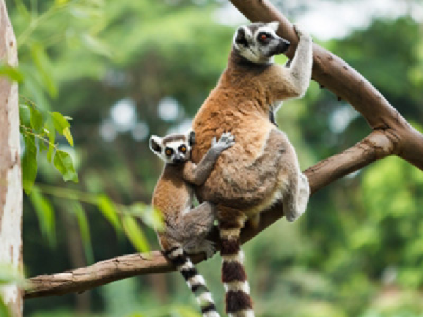 Állatkertek Éjszakája 2015: országszerte 12 helyszínen várják a családokat
