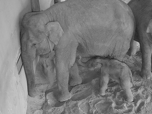 Fotók: kiselefánt született a budapesti állatkertben! - Mikor lesz látogatható a kicsi elefántbébi?