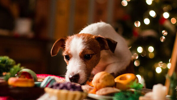Ezért ne adj csokit a kutyádnak az ünnepek alatt sem! Könnyen megbetegedhet tőle - Mik a csokoládémérgezés tünetei?