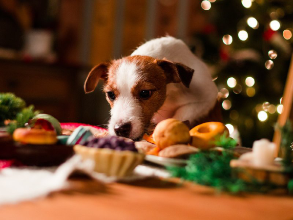 Ezért ne adj csokit a kutyádnak az ünnepek alatt sem! Könnyen megbetegedhet tőle - Mik a csokoládémérgezés tünetei?