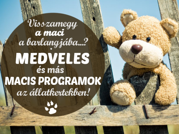 Macis programok 2018: Medveles, medve napok, állatok farsangja az állatkertekben - 7 tuti hely, ahova vidd el a gyereket!