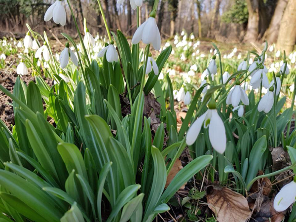 Hóvirág 2018: Már nyílik a hóvirág az Alcsúti Arborétumban! - Mikor érdemes odamenni, hogy elkerüld a tömeget?