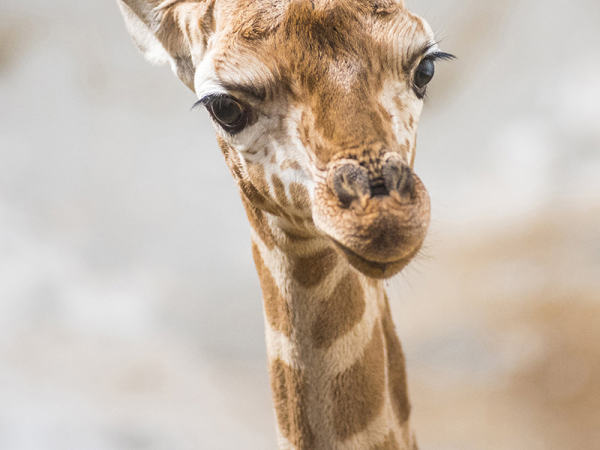 Kis zsiráf született a Nyíregyházi Állatparkban! - Nézd, milyen aranyos fotók készültek róla
