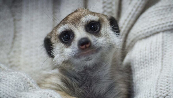 Elpusztult a Kecskeméti Vadaskert vemhes szurikátája, mert egy diák földhöz csapta - Hiába mondták neki, hogy ne nyúljon be hozzá