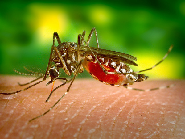 Nyugat-nílusi láz: akár Magyarországon is megfertőződhetsz, ha megcsíp egy szúnyog! - Tünetek, szövődmények, kezelés