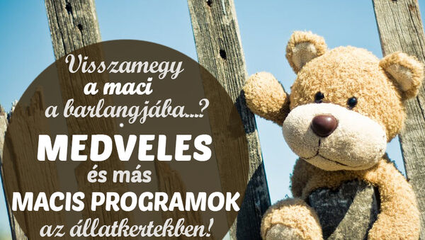 Mackós programok 2019: Medveles, mackófesztivál, medve napok az állatkertekben! - Hova menjetek a hétvégén?