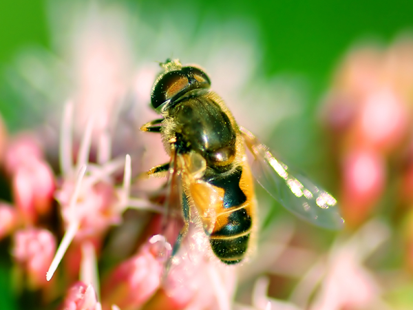 Méhcsípés-, darázscsípés-allergia: A kalcium semmit sem ér ellene! - Mi a teendő anafilaxiás reakció esetén?