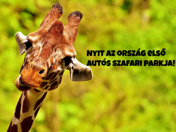 Safari Park Szada: A héten megnyitja kapuit az ország első autós szafari parkja! - Ezt kell tudnod, mielőtt odamész