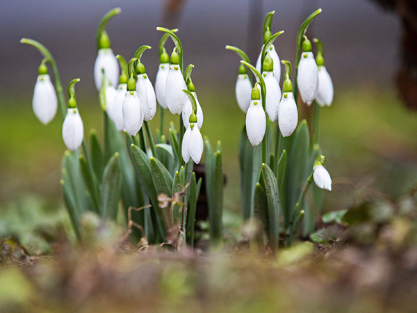 Alcsúti Hóvirágünnep 2021: Elmarad idén a tavasz egyik leglátványosabb programja az Alcsúti Arborétumban