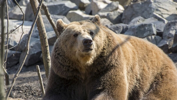 Február 2-án mindenki a macikra figyel: Kint marad vagy visszabújik a barlangba? - Ettől függ, meddig tart a tél