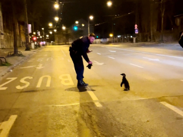 A hónap legcukibb fotója: Elszökött a kispingvin az állatkertből, a rendőrök találták meg Sanyit, a kalandort