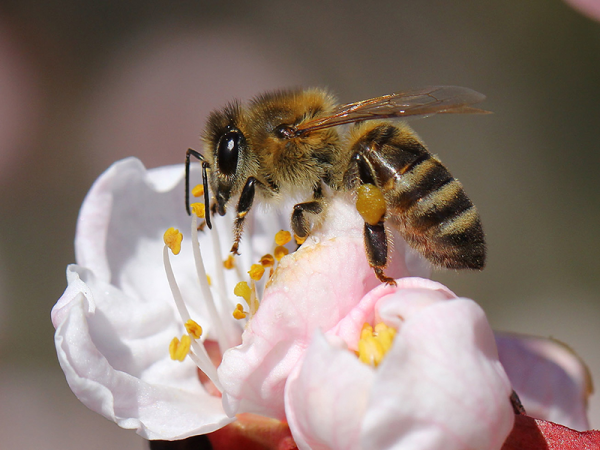 Tudtad, hogy tilos cukros vizet kitenni a méheknek? - 4 tanács, hogyan segítheted legjobban a méhek munkáját