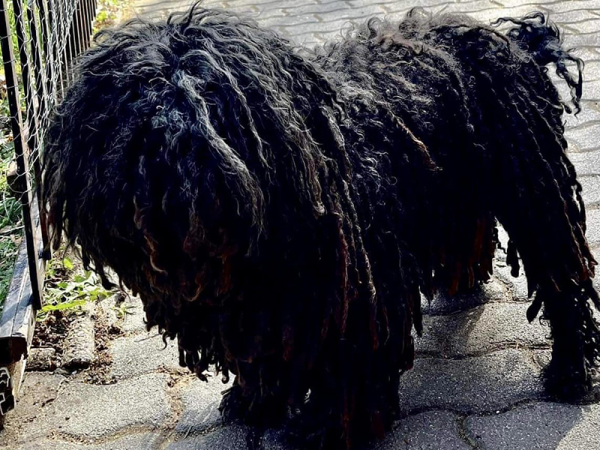 Hűséges kutyusának köszönheti a szobi férfi az életét! - Dorka kutya irányította a mentőket eszméletlen gazdijához
