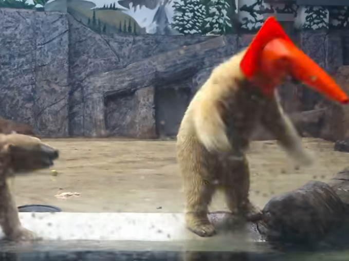 Ezt a videót látnod kell! - Így játszottak a jegesmedvebocsok a Nyíregyházi Állatparkban