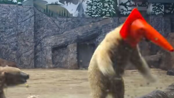 Ezt a videót látnod kell! - Így játszottak a jegesmedvebocsok a Nyíregyházi Állatparkban