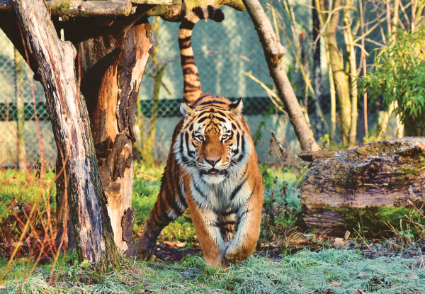 5 csodálatos állatkert világszerte, ahova webkamerákon beleshettek